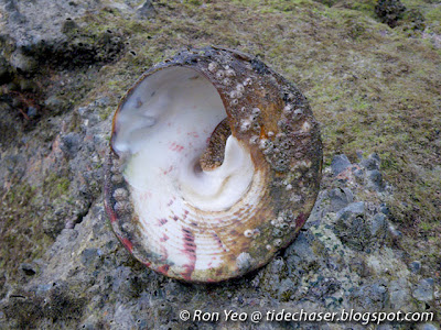 Giant Turban Snail (Tectus niloticus)