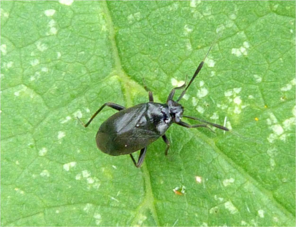 Insects of Scotland: True Bugs