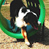 Dog Park - Dog Park Equipment