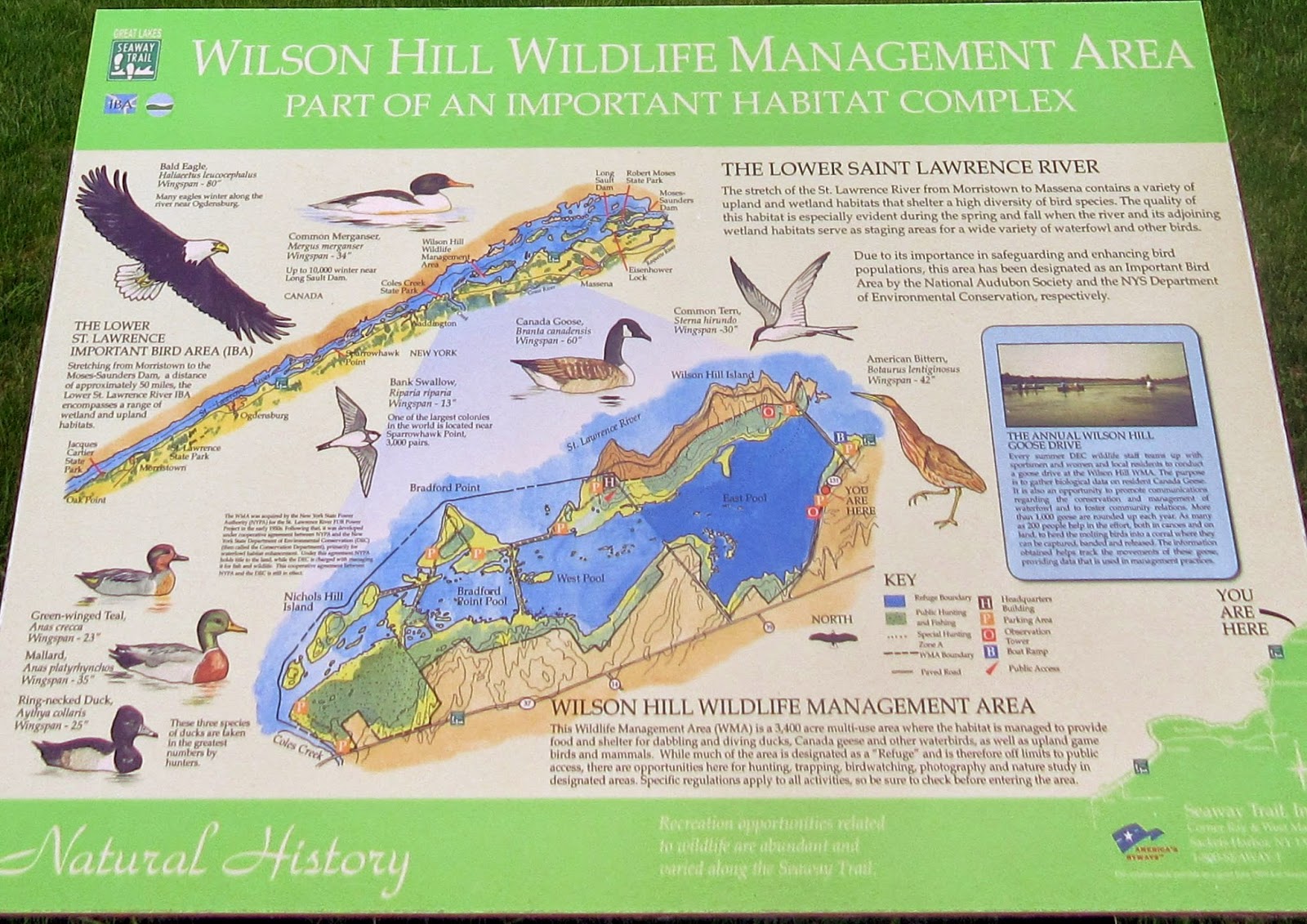 Windswept Adventure Wilson Hill Wildlife Management Area