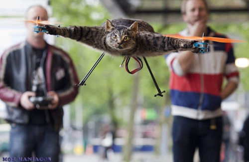 Alguns Malucos Transformaram Gato Morto em Helicóptero