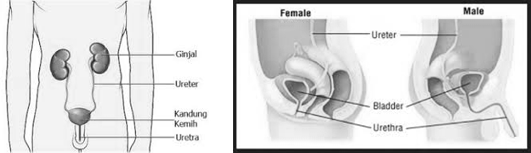 Pendidikan Dan Pembelajaran: Kamus Biologi : Pengertian ...