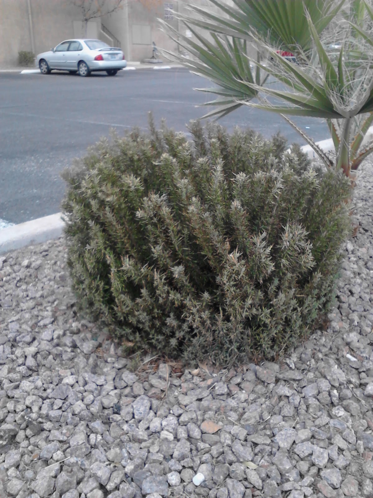 Xtremehorticulture of the Desert More Rosemary Dying