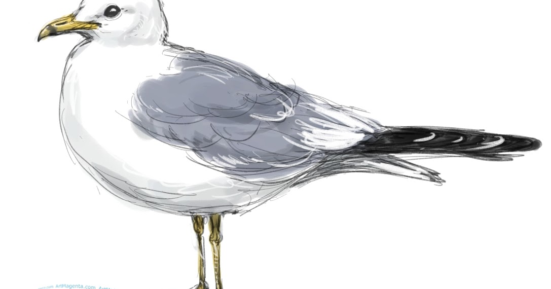 Чайка сидит рисунок