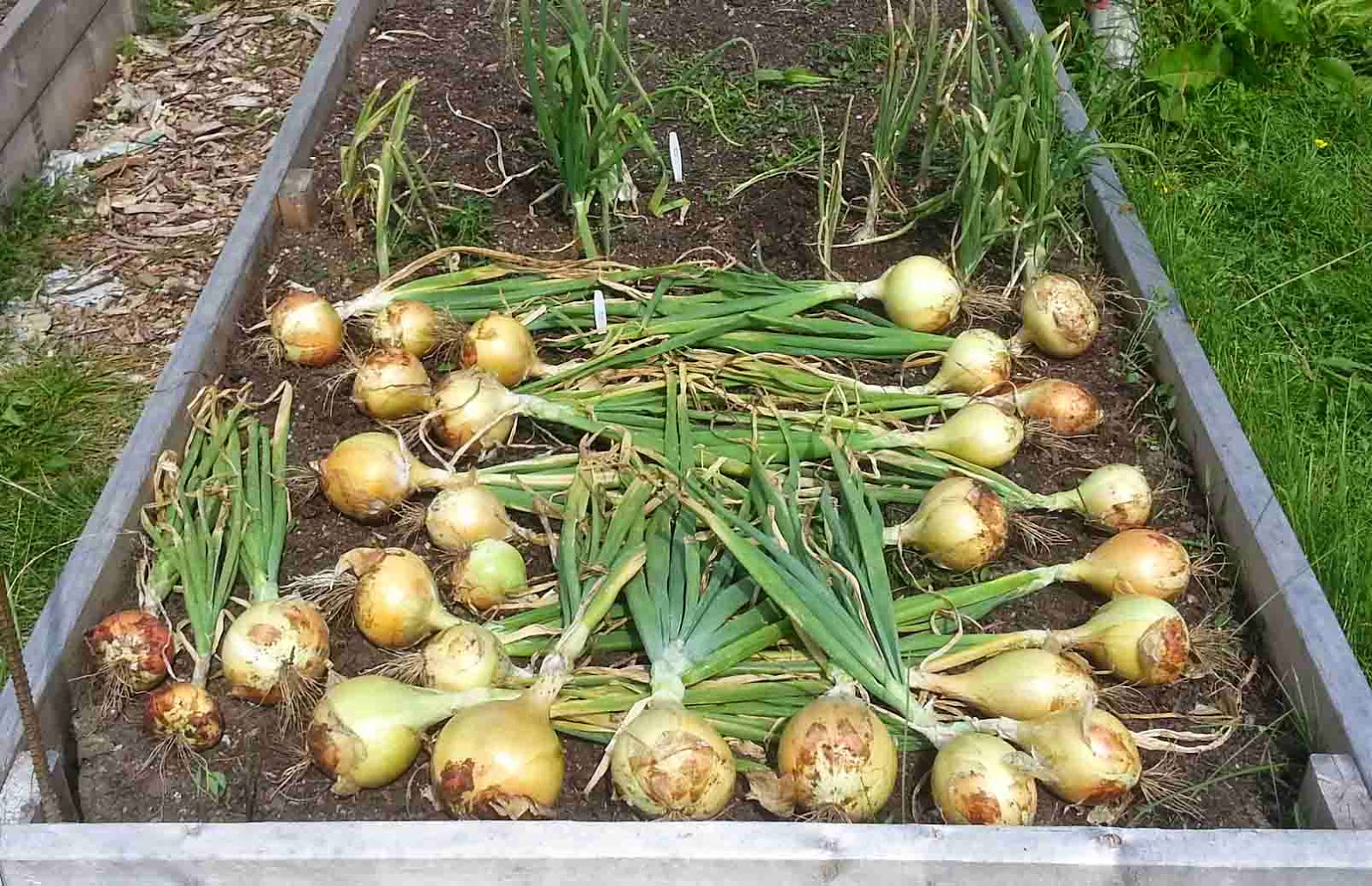 The Gardening Me Harvest Monday September 1, 2014