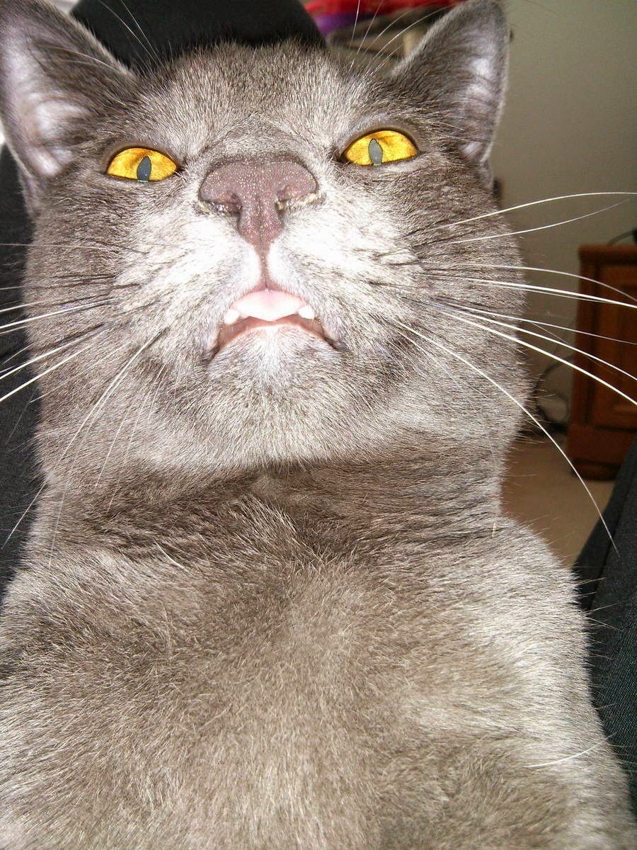 Funny cats part 96 (40 pics + 10 gifs) Amazing Creatures