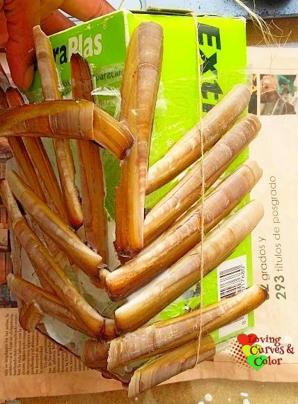 candelabro-de-concha-de-navajas