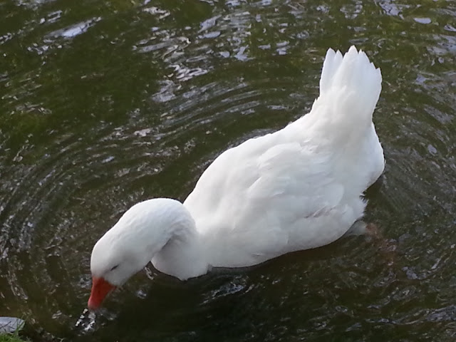 Goose Feeding on Lake