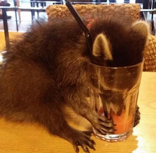 Mapache%2Bbebiendo%2Bde%2Bun%2Bvaso%2Bhasta%2Bel%2Bfondo