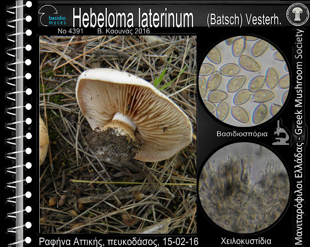 Hebeloma laterinum (Batsch) Vesterh.