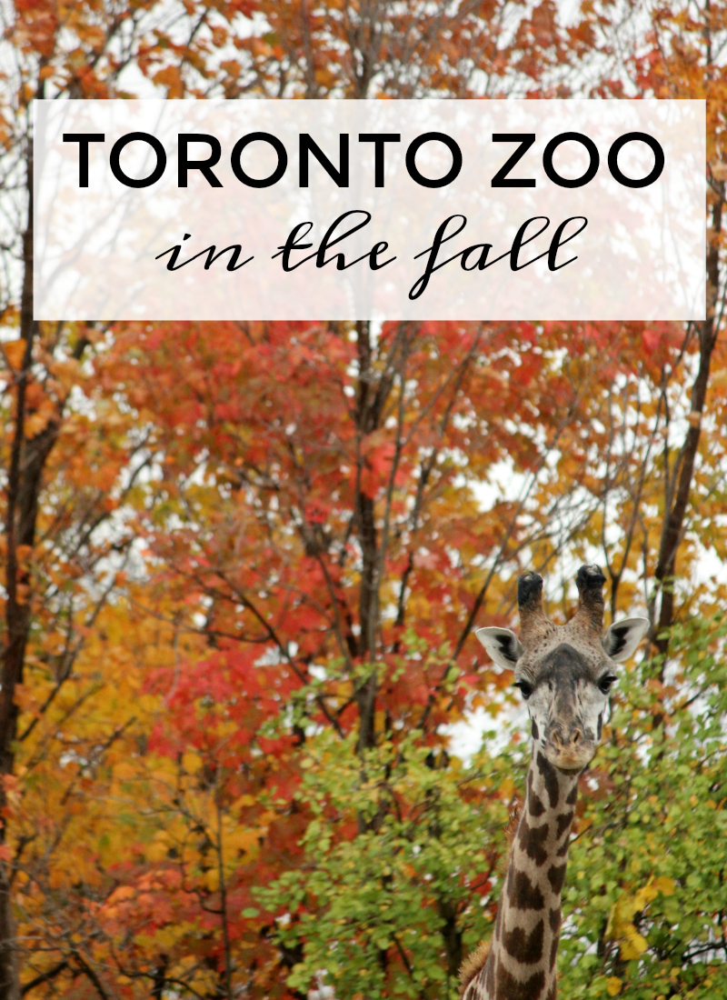 Toronto Zoo in the Fall To & Fro