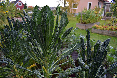 Brassica oleracea 'Nero di Toscana'