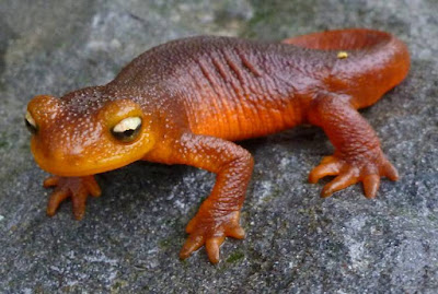 Newt- Animals Beginning with letter N Newt- Animals Beginning with letter N