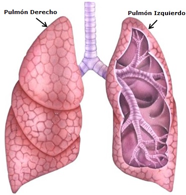 Pulmones Dibujo del pulmón derecho y pulmón izquierdo a colores