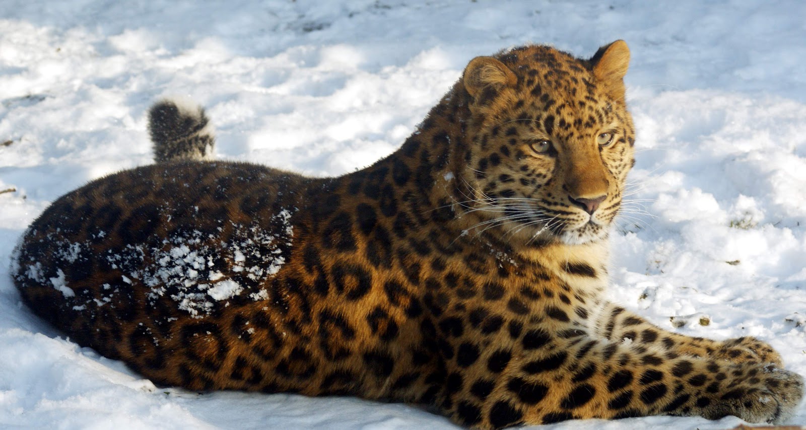 Save the Wildlife: Critically Endangered: Amur Leopards