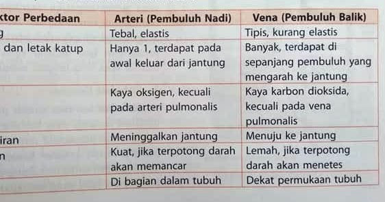 Perhatikan Ciri Ciri Pembuluh Darah Dibawah Ini 1 Terletak Lebih Ke Arah Permukaan 2 Dinding Pembuluh Tidak Kokoh 3 Memiliki Banyak Katup Disepanjang Pembuluh Pembuluh Darah Tersebut Berfungsi Untuk Blog Pak Pandani