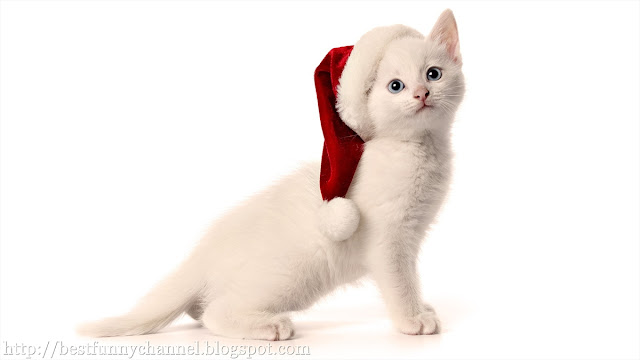 White kitten in a  Christmas cap 