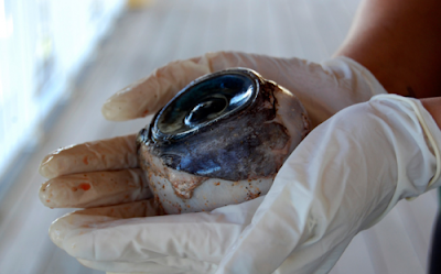 Λύθηκε το μυστήριο με το γιγάντιο μάτι που βρέθηκε στην ακτή της Φλόριντα..