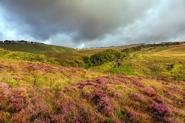 Beautiful light over the Exmoor landscape with bright purple heather
