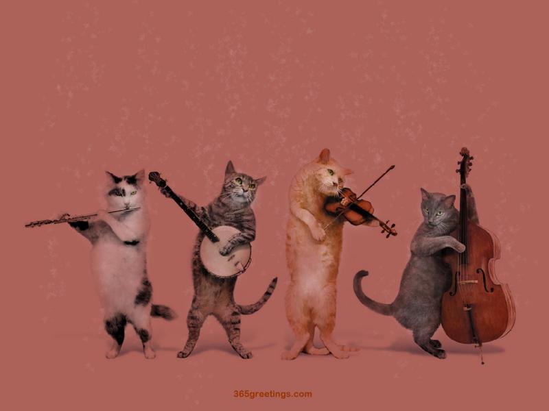 Cats wallpaper border