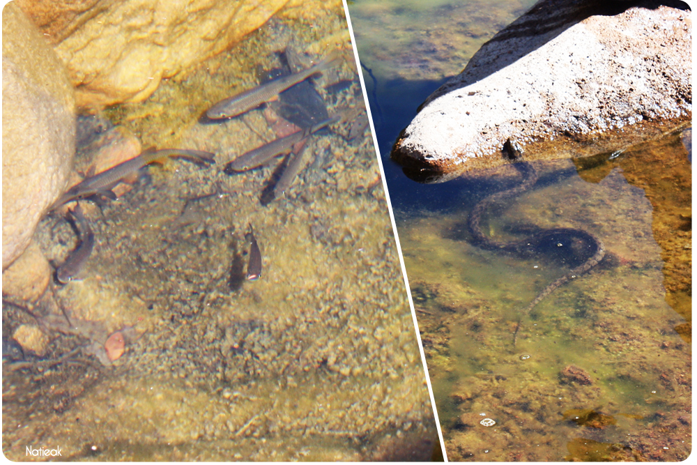 poissons et couleuvre rde la rivière du ravin de Mal Infernet