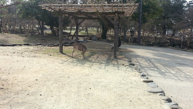 « 奈良公園. »