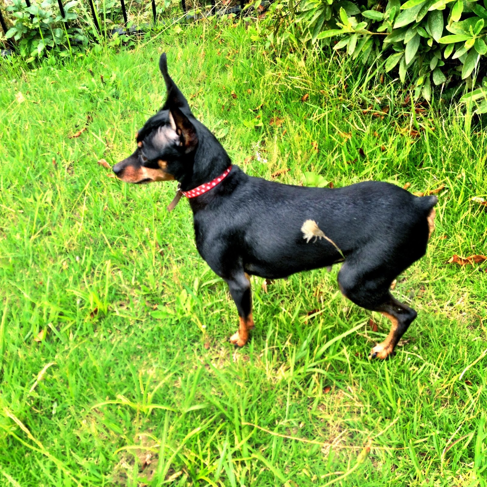 Miniature pinscher breeders