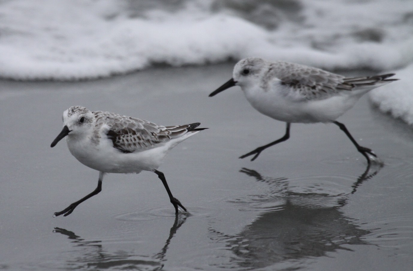 New England Coastal Birds Part 2 "Heading for the Cape"
