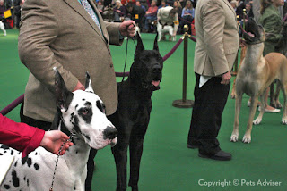 10 Things You Always Wanted to Know About the Westminster Kennel Club Dog Show