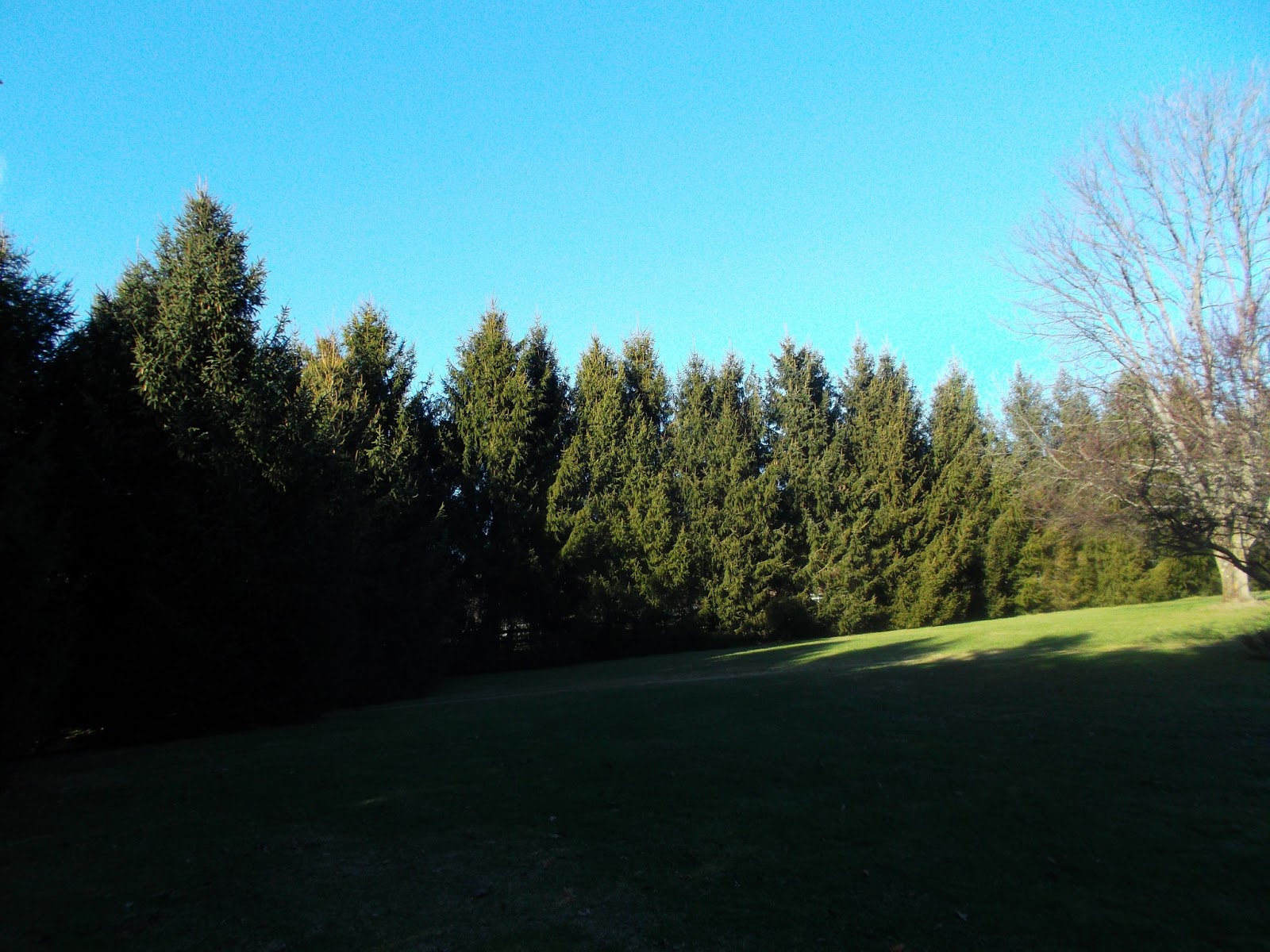 WHISPERING PINES Grow Your Blog Party!