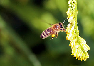 Calluna Magazin Januar 2017