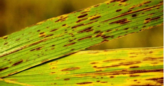 Helminthosporium sp morfologia - bta-utazas.hu Helminthosporium sp