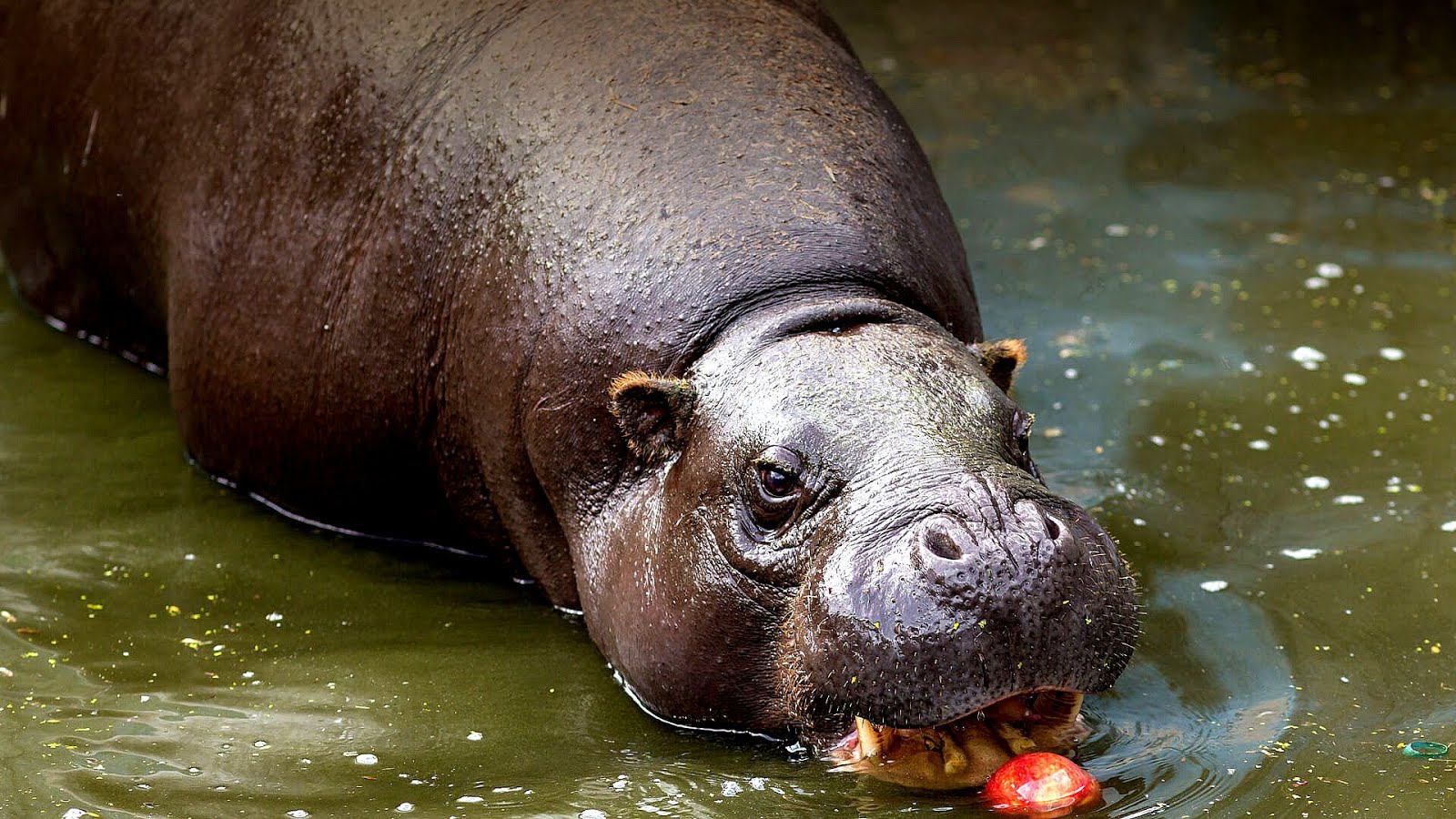 Why Are Hippos Endangered Danger Choices