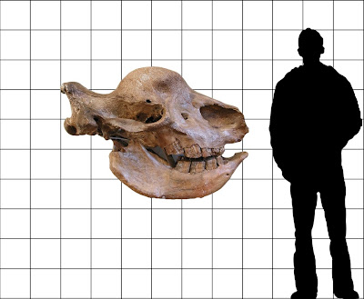 Elasmotherium skull