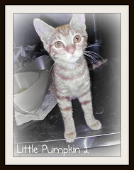 9/2/11 Babies at Death's Door. Shelter Has No PUBLIC ADOPTIONS or PETFINDER SITE