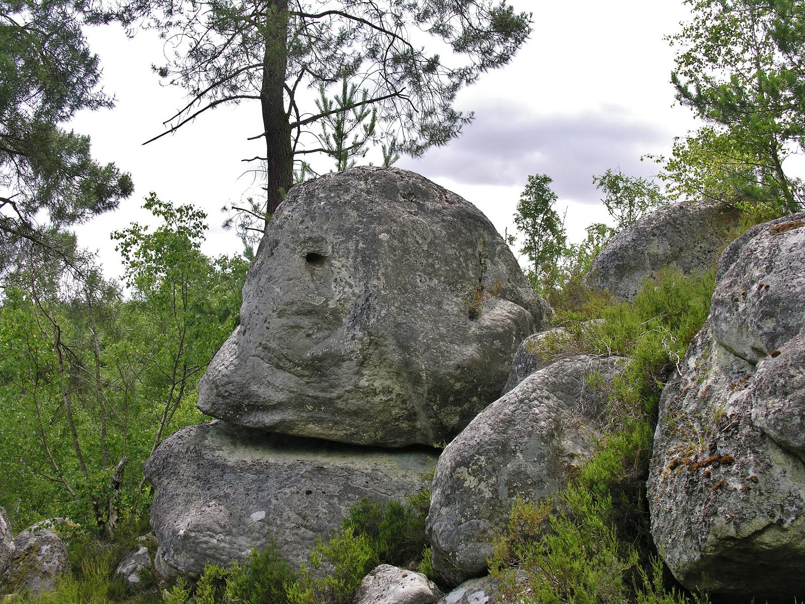 COQUIBUS - MONTROUGET (Forêt de FontaineBleau)