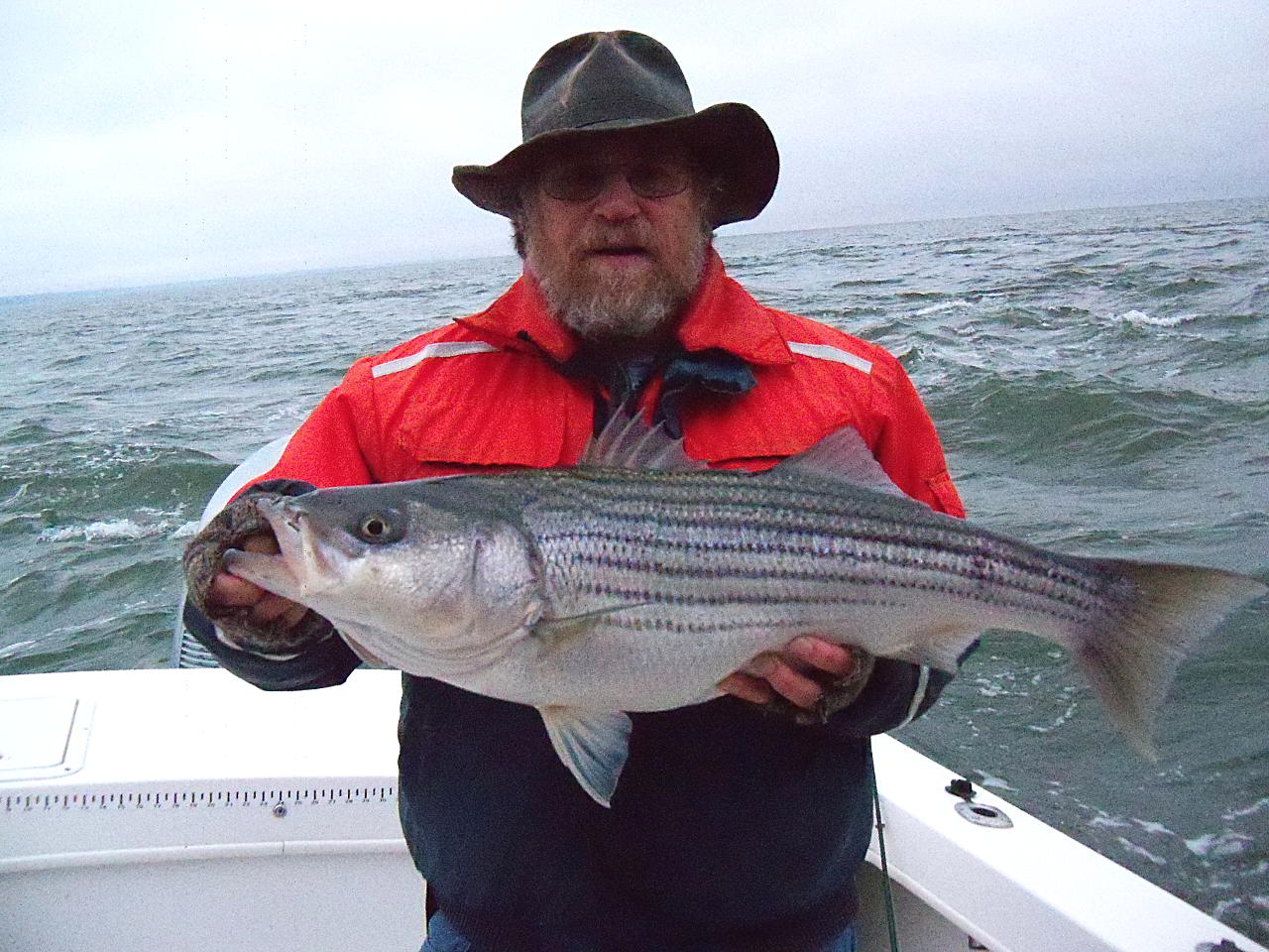 A View from the Beach Chesapeake Rockfish To Eat or Not to Eat, That