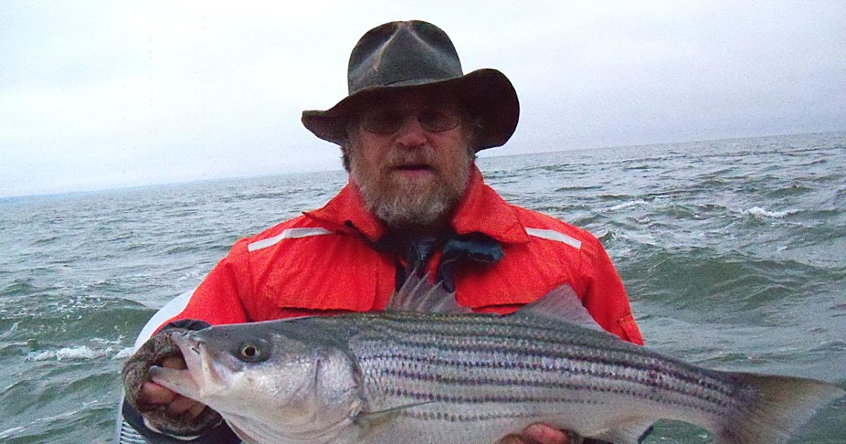 A View from the Beach Chesapeake Rockfish To Eat or Not to Eat, That