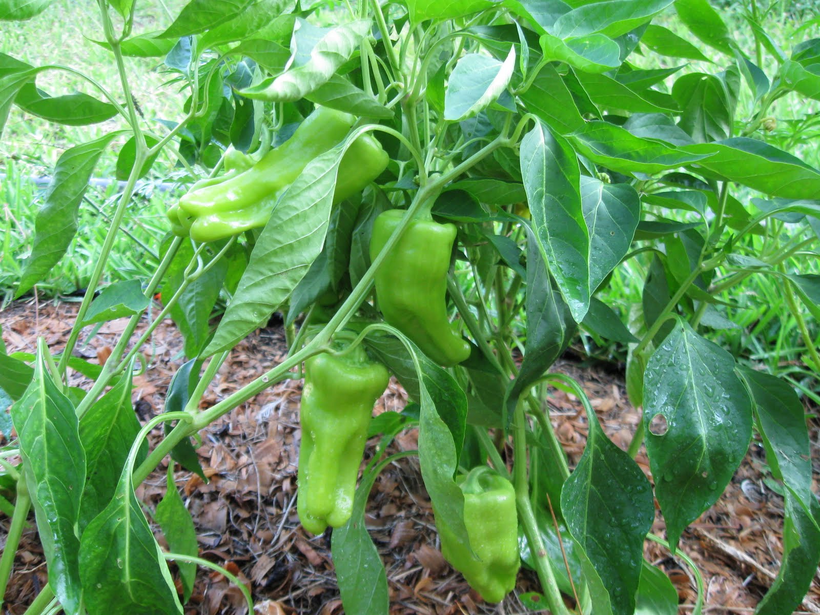 Growing Food in Florida Not too early to start peppers