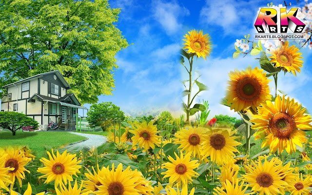 Home and sunflower background