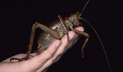 El insecto más grande del mundo - Weta