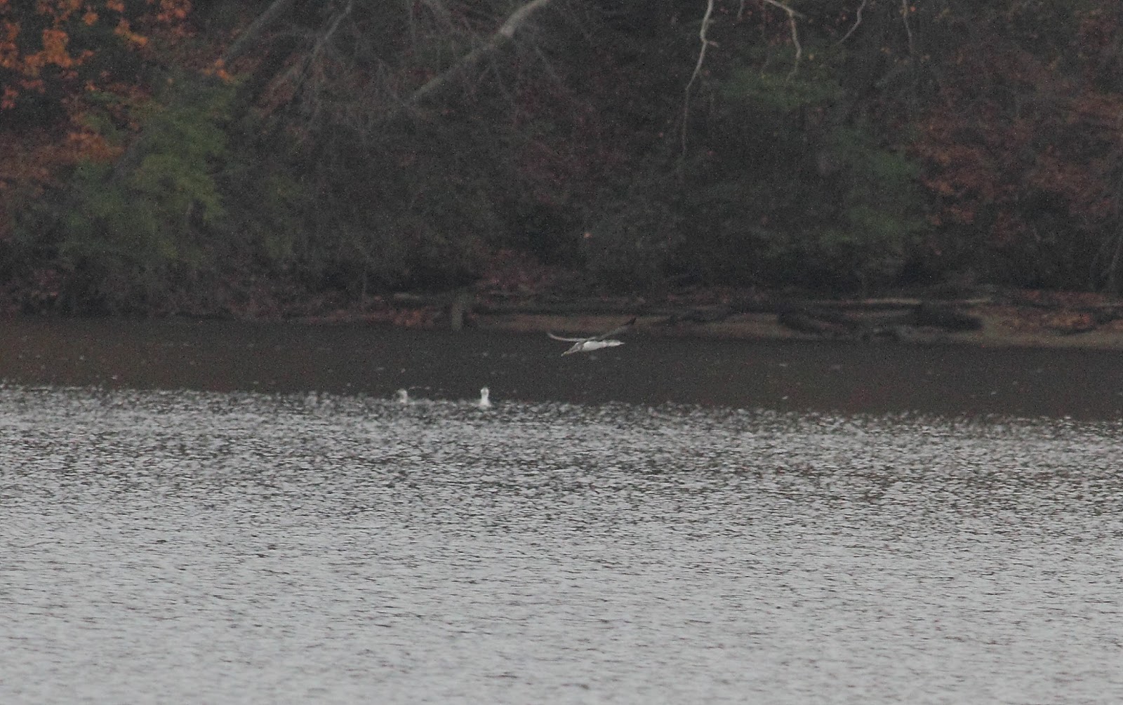 Pioneer Birding MA more Redthroated Loons