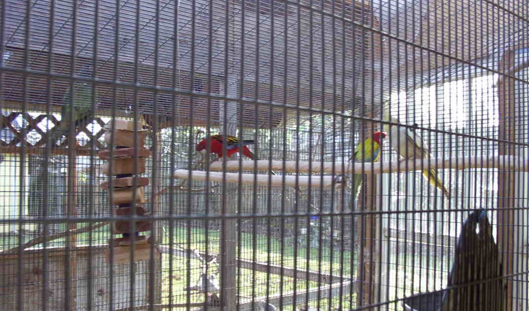 Bird Aviary Near Me