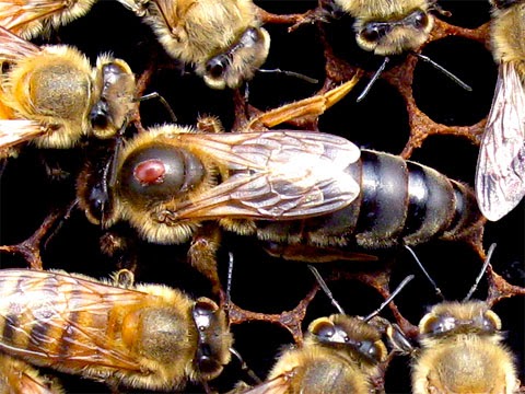 Tablets BASALT treatment of varroatosis bees Varroa Imker 3 pack Beekeeper 