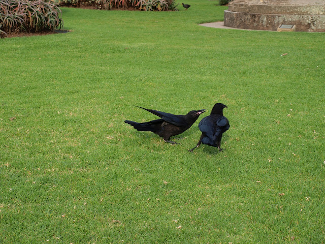 Botanical Garden Sydney