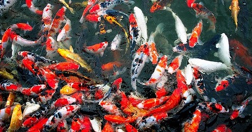 Cara Mudah Budidaya Ikan Mas Koi Kicau Mania Cara Mudah Budidaya Ikan Mas Koi Kicau Mania