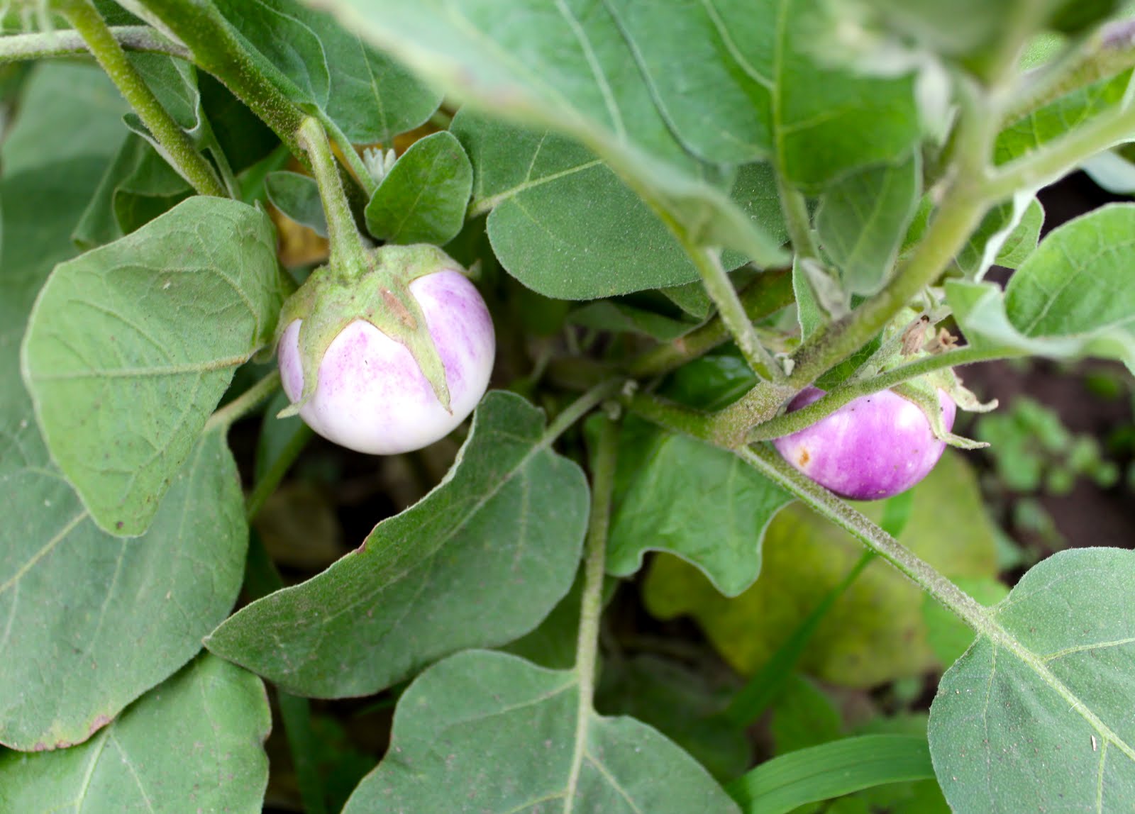 Florez Nursery Asian eggplants