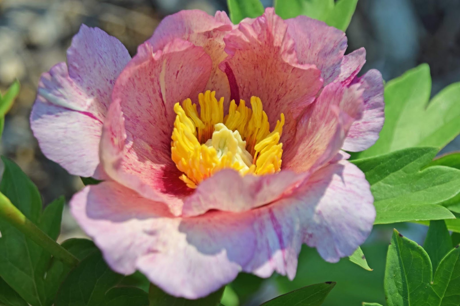 Southern Peony 2019 Intersectional Peony Blooms Week 4 Mid