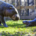 Presentan en Suecia a Olivia, la hipopótamo pigmea