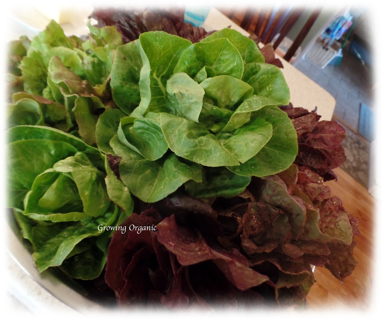 Growing Organic Growing Organic Gourmet Lettuce
